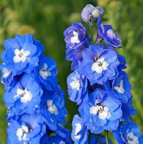 Delfīnijas (Delphinium cultorum) 2 augi  lielos podos, dažādas krāsas